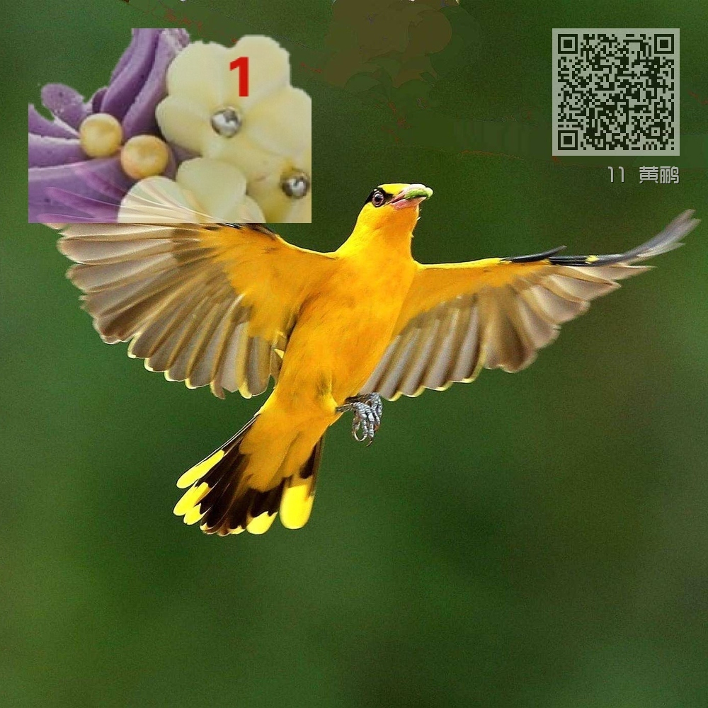 11 黄鹂 11 黄鹂