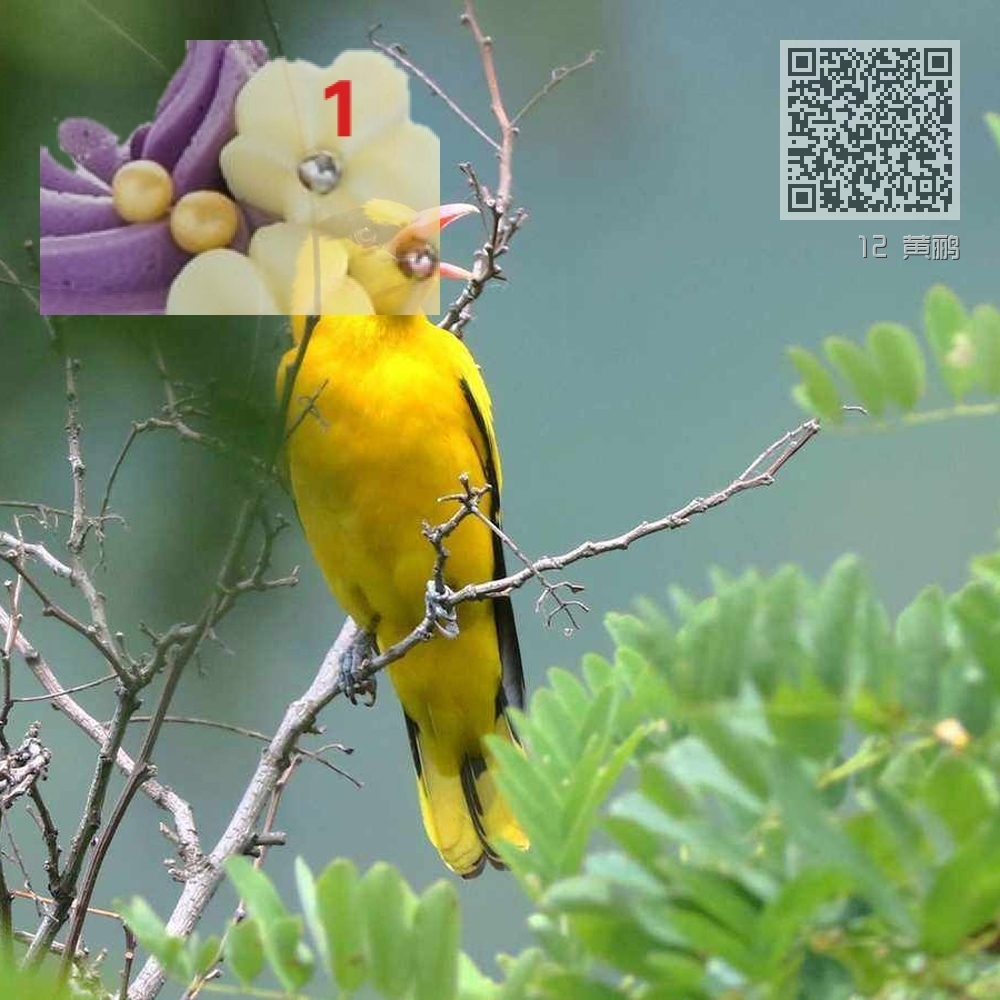 12 黄鹂 12 黄鹂