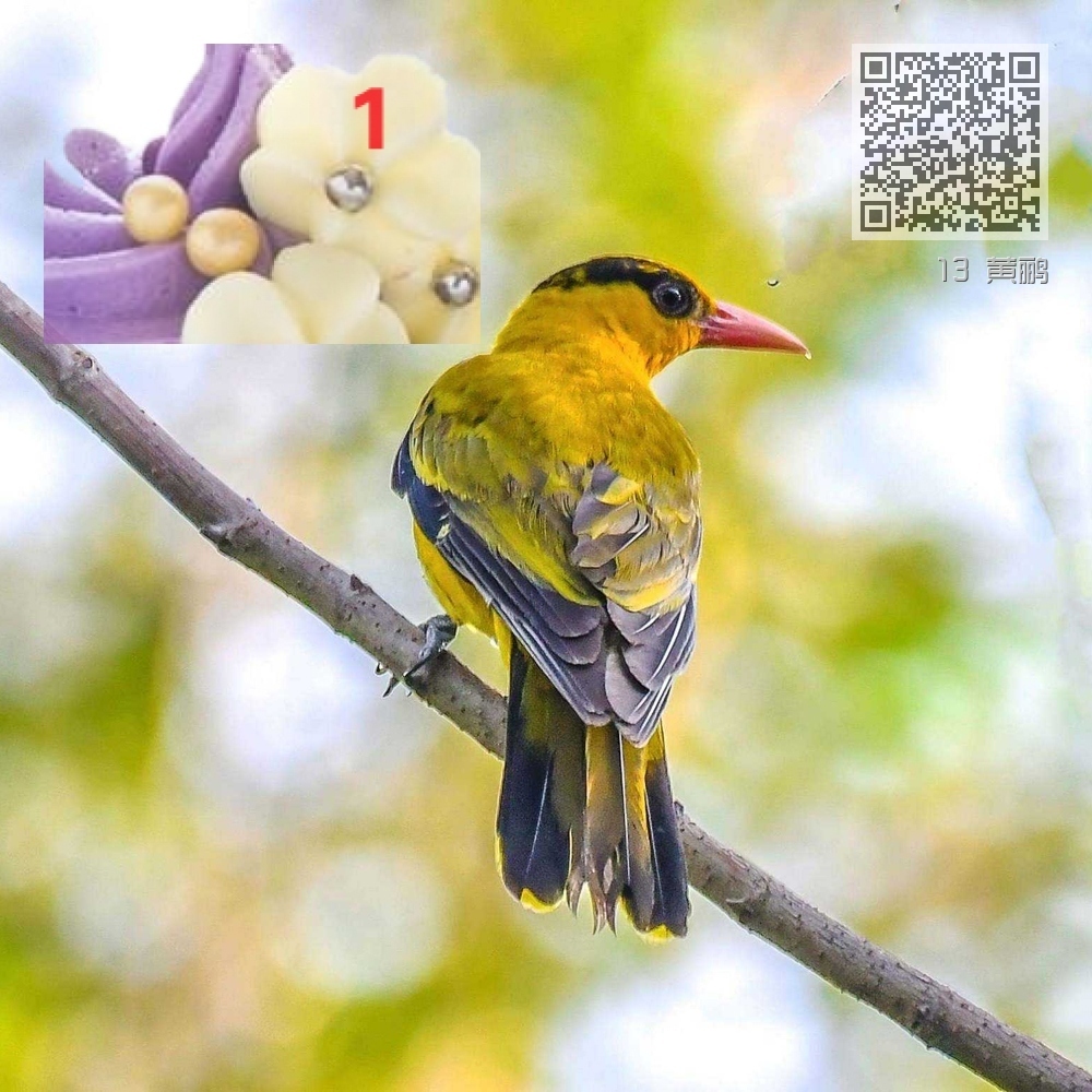 13 黄鹂 13 黄鹂