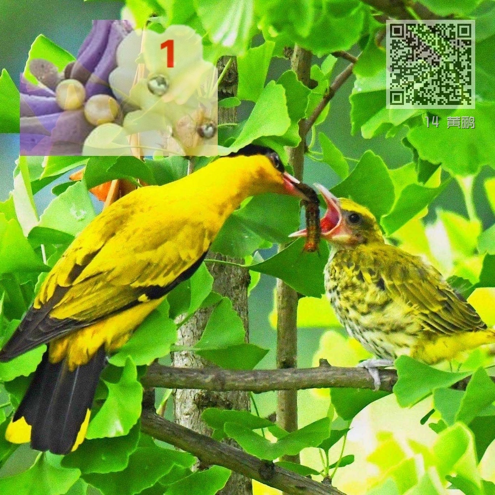 14 黄鹂 14 黄鹂