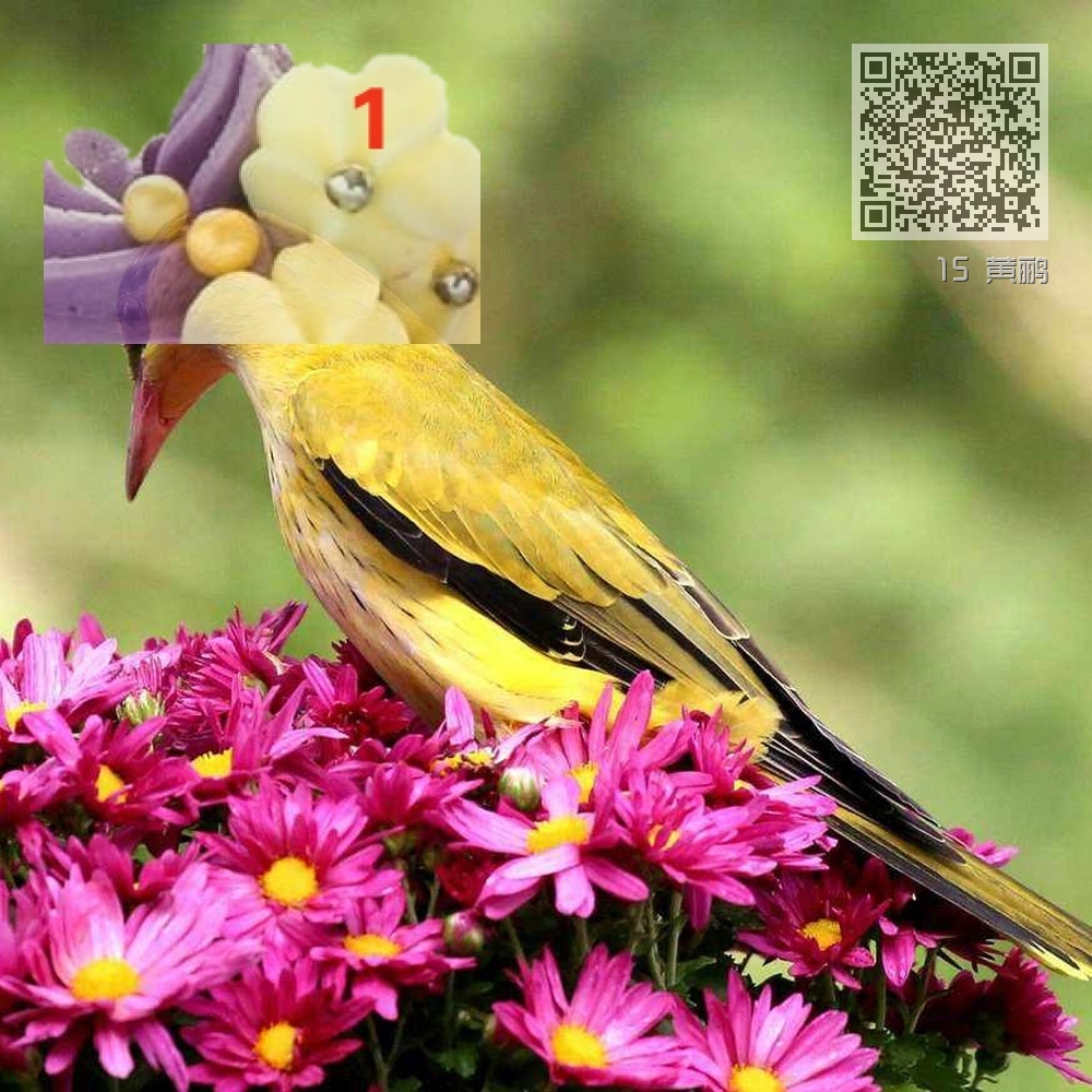 15 黄鹂 15 黄鹂