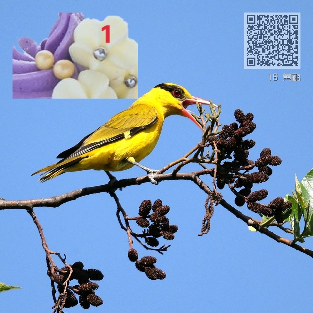 16 黄鹂 16 黄鹂