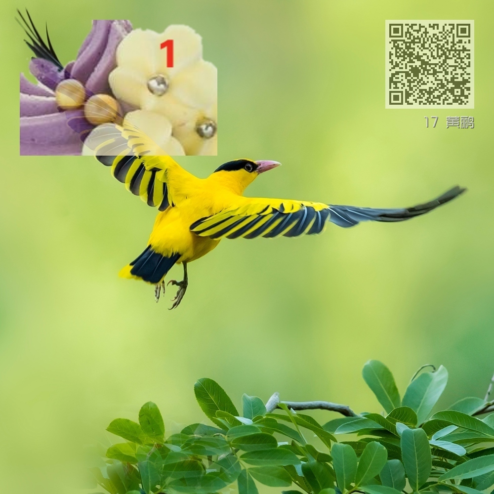 17 黄鹂 17 黄鹂