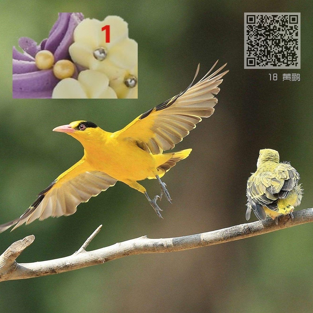 18 黄鹂 18 黄鹂