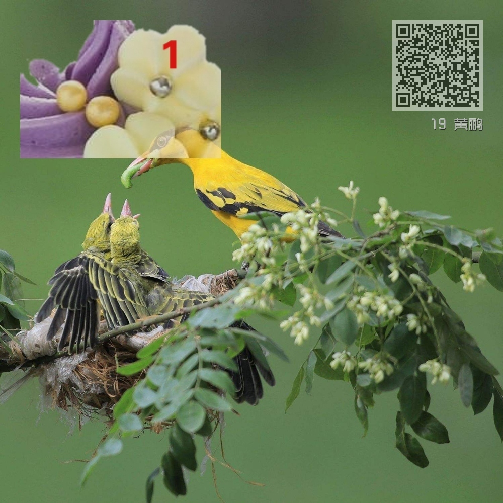 19 黄鹂 19 黄鹂