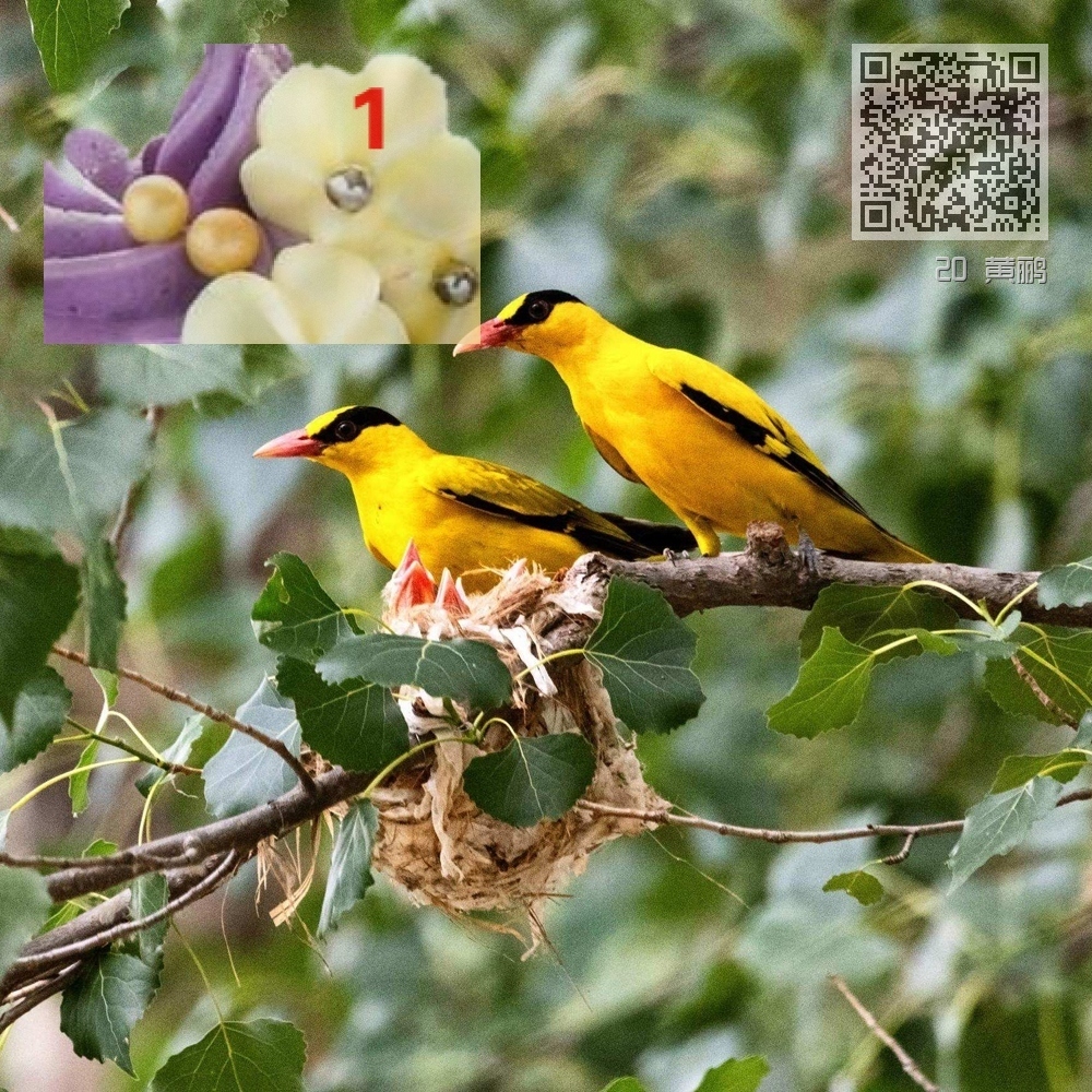 20 黄鹂 20 黄鹂