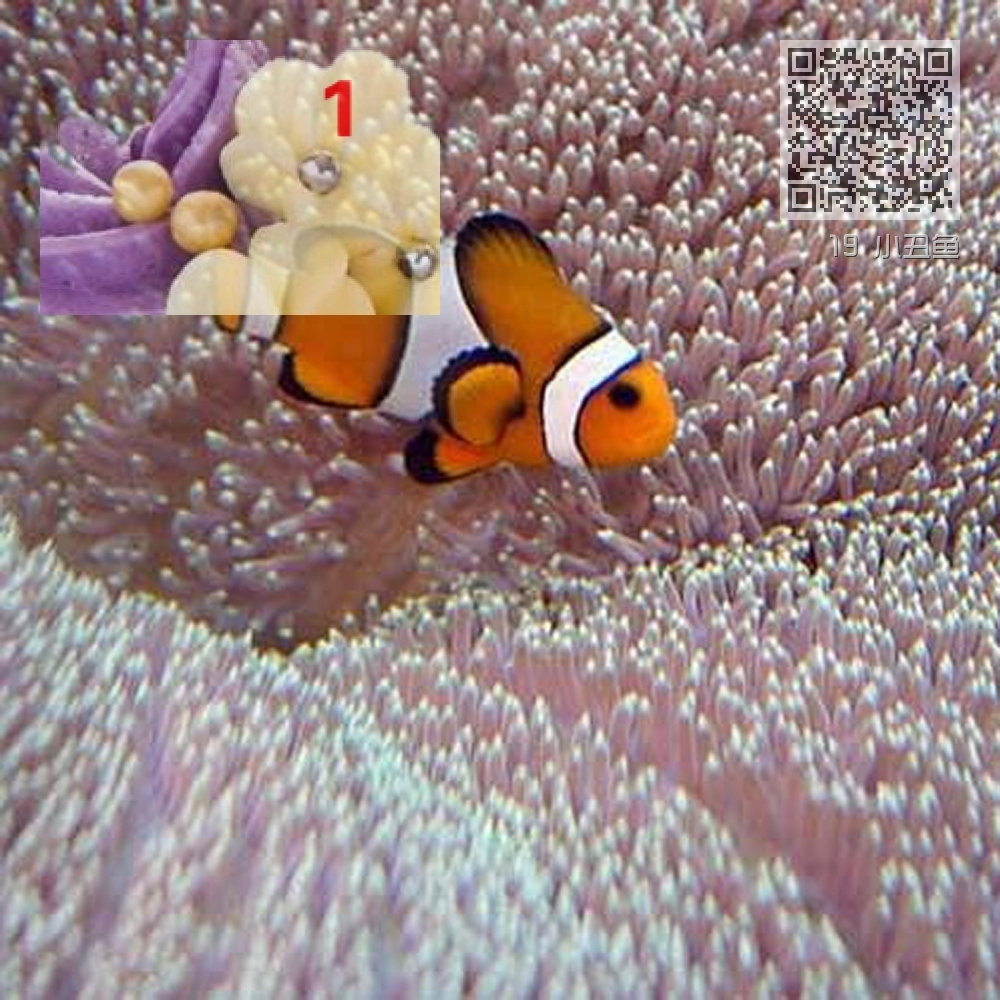 19 小丑鱼 19 小丑鱼