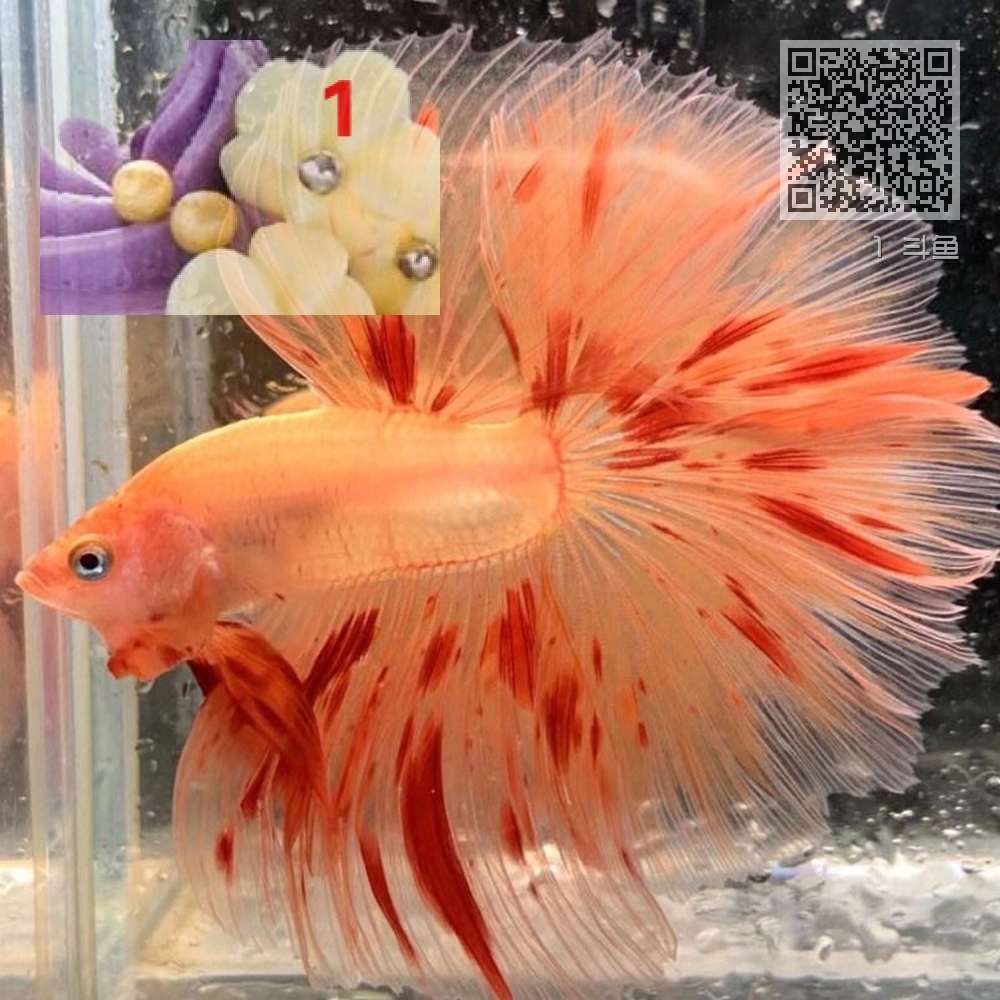 1 斗鱼 1 斗鱼