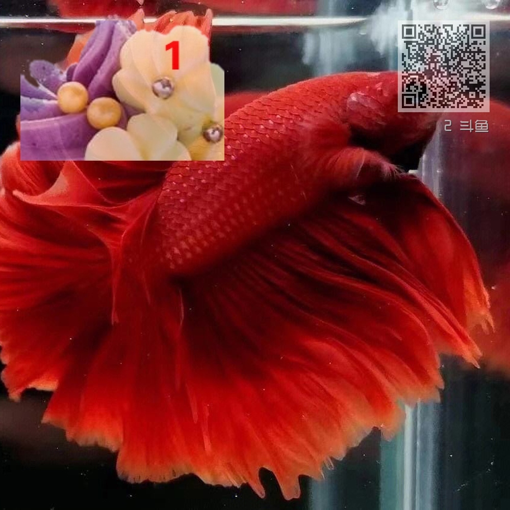 2 斗鱼 2 斗鱼