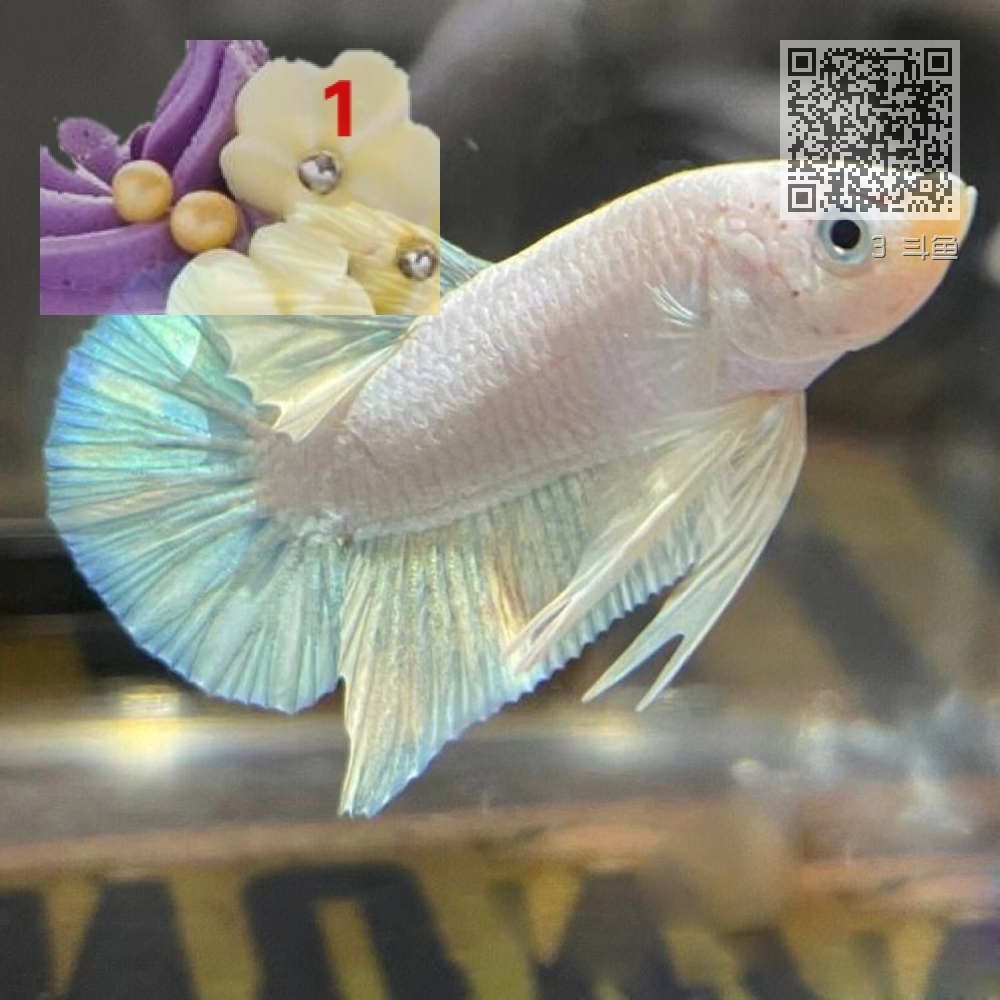 3 斗鱼 3 斗鱼