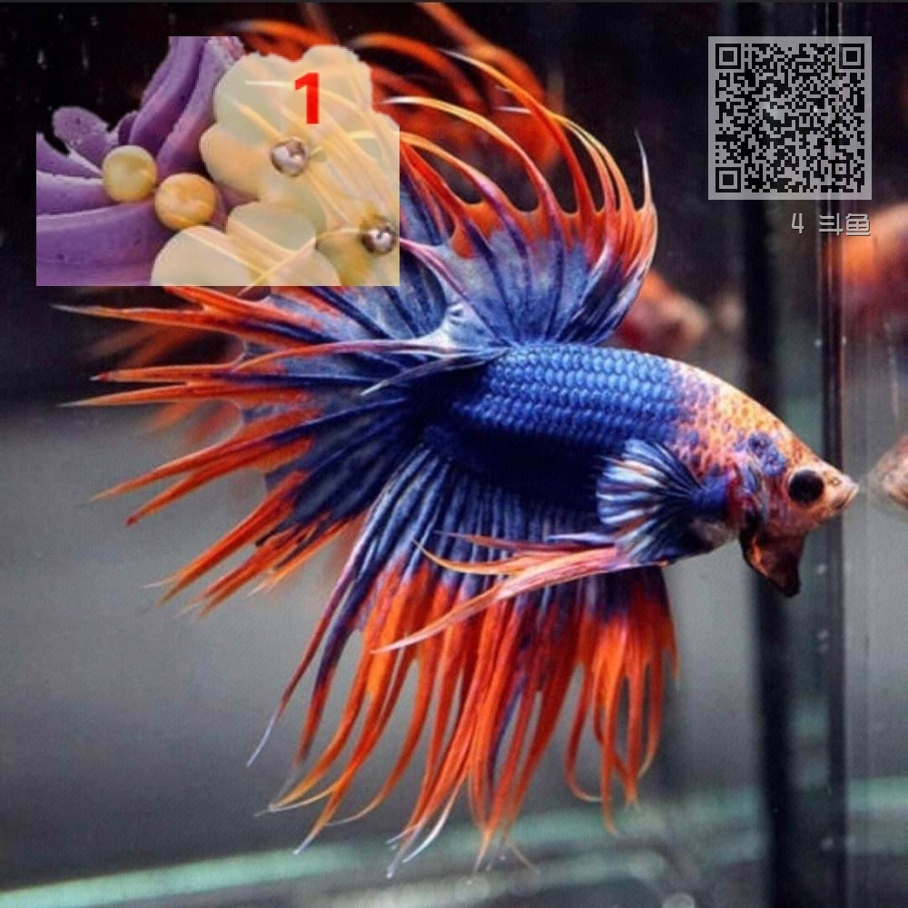 4 斗鱼 4 斗鱼
