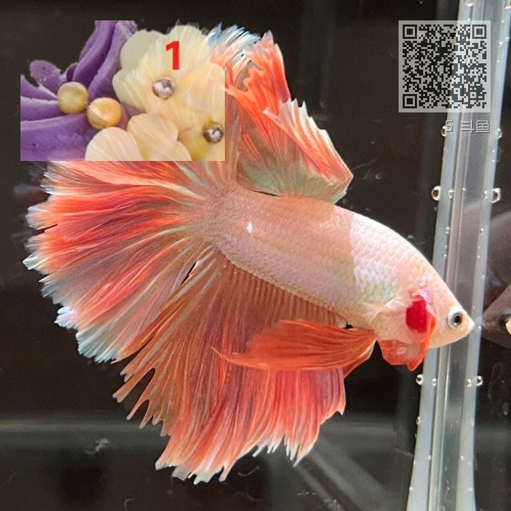 5 斗鱼 5 斗鱼