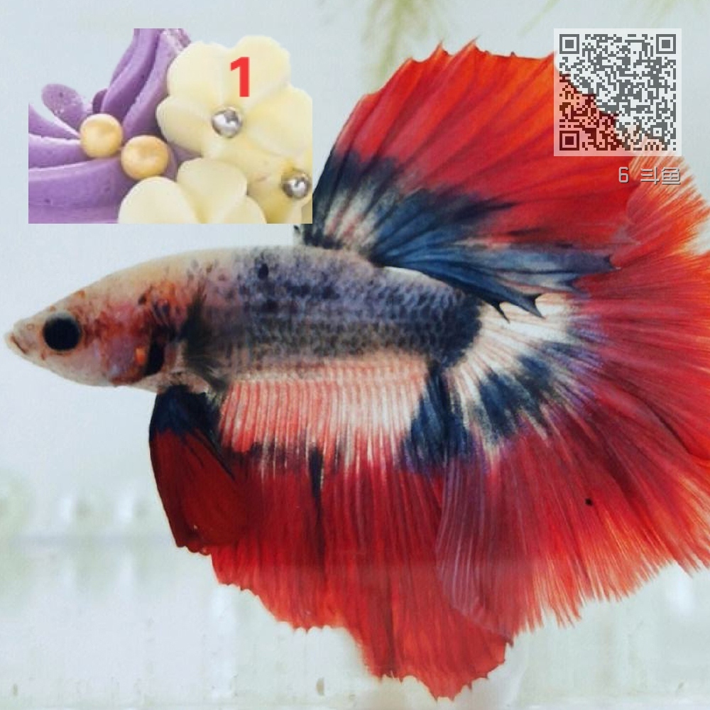 6 斗鱼 6 斗鱼