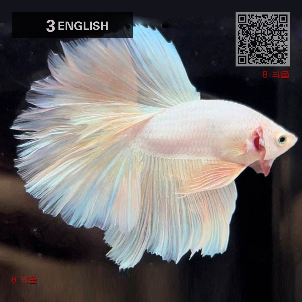 8 斗鱼 8 斗鱼