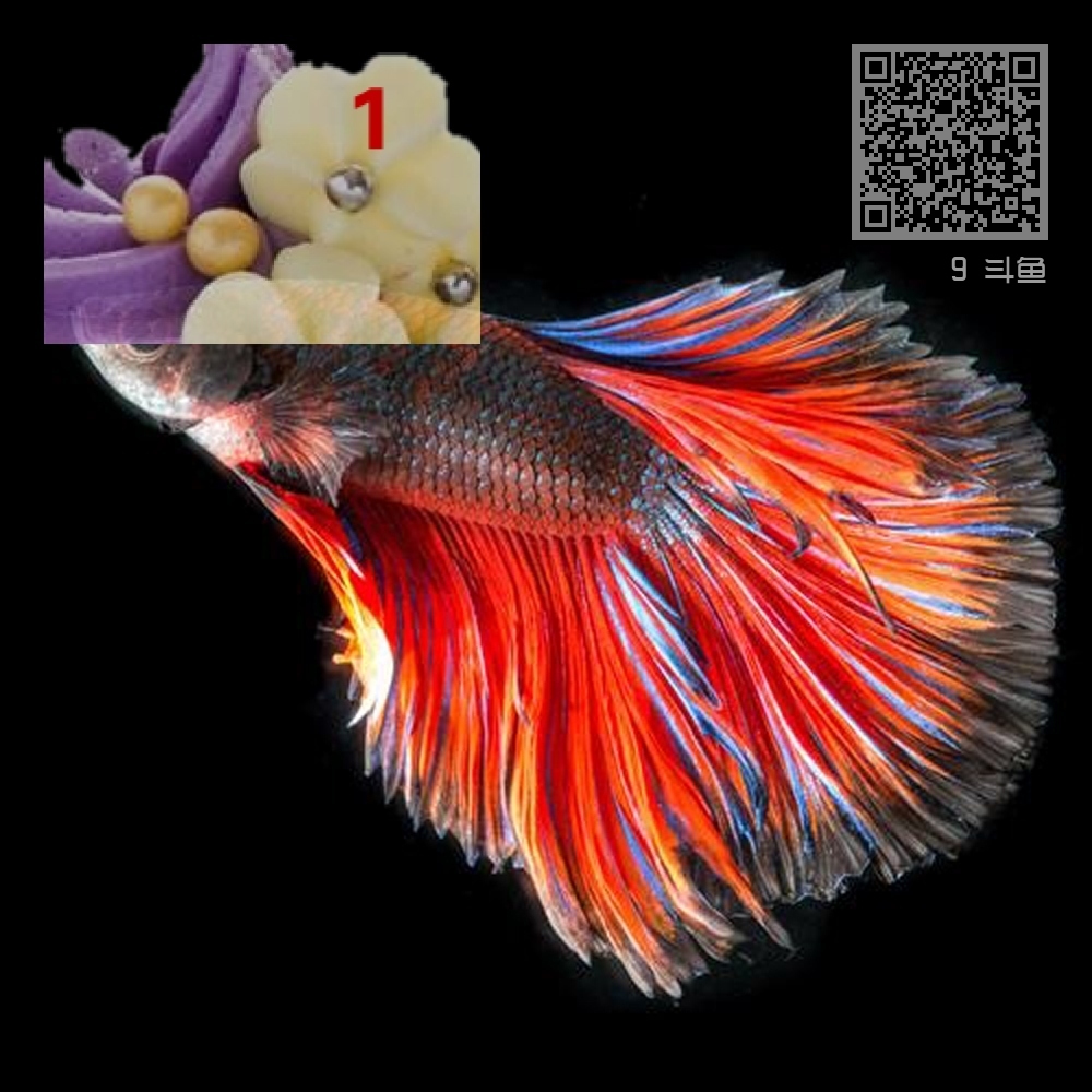 9 斗鱼 9 斗鱼