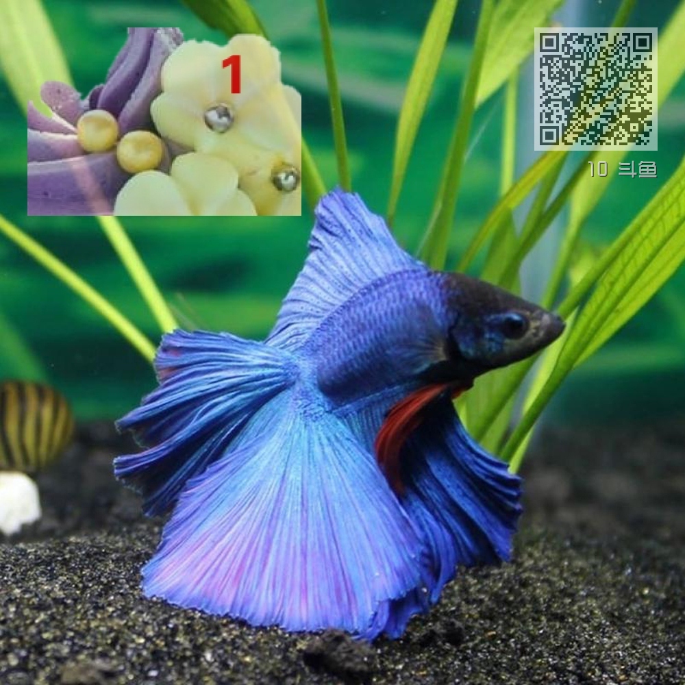 10 斗鱼 10 斗鱼