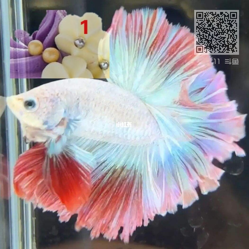 11 斗鱼 11 斗鱼