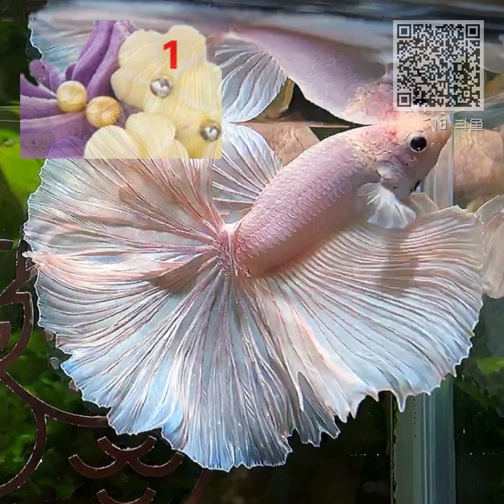 13 斗鱼 13 斗鱼