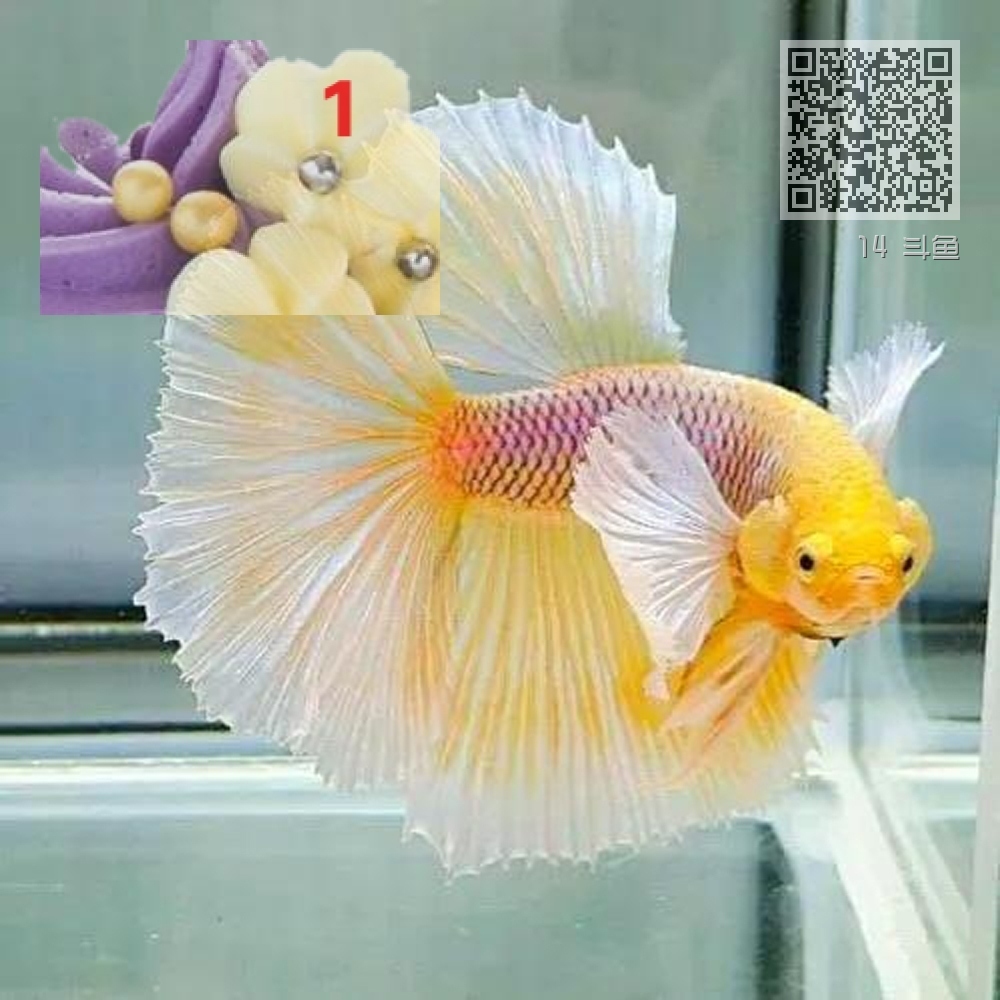 14 斗鱼 14 斗鱼
