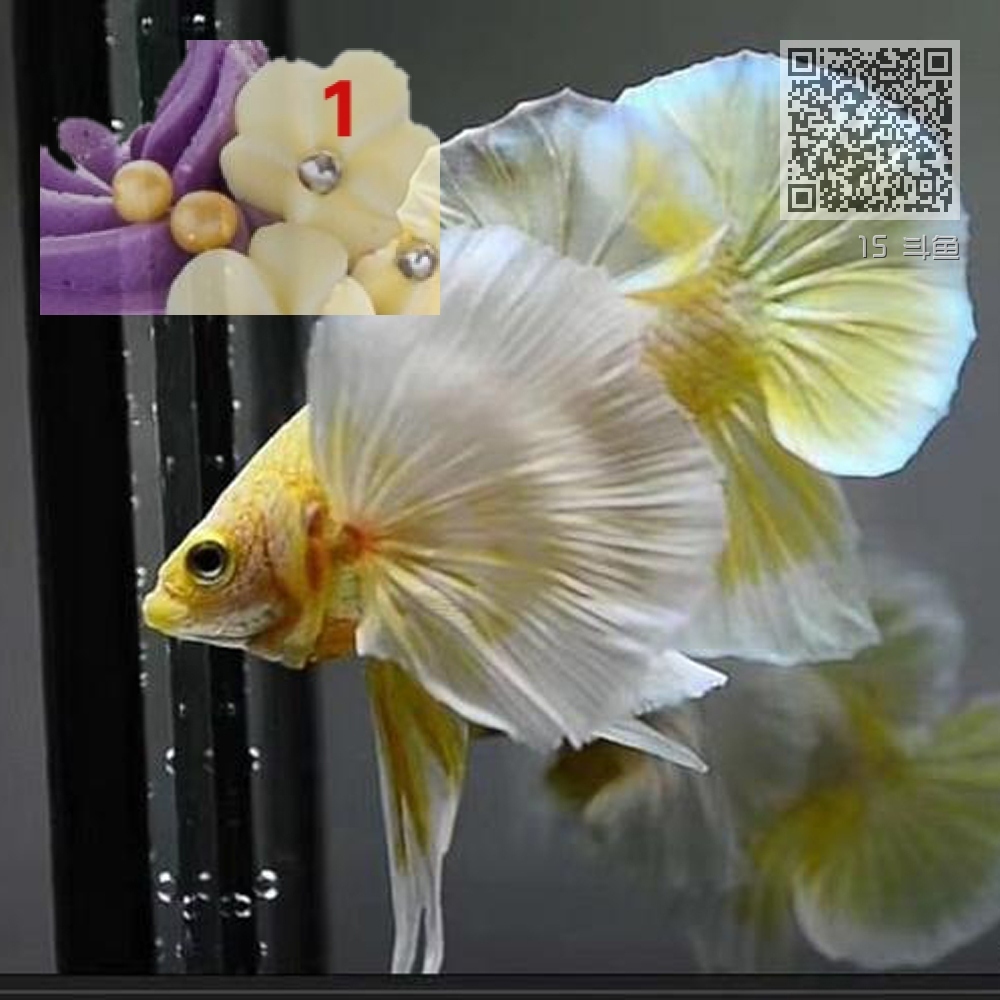 15 斗鱼 15 斗鱼