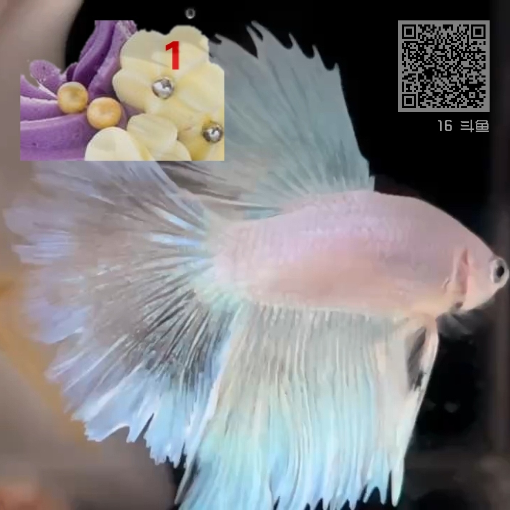 16 斗鱼 16 斗鱼
