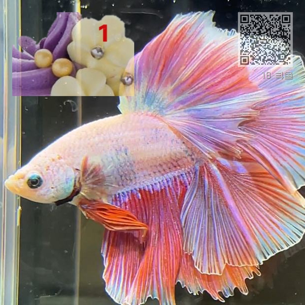 18 斗鱼 18 斗鱼