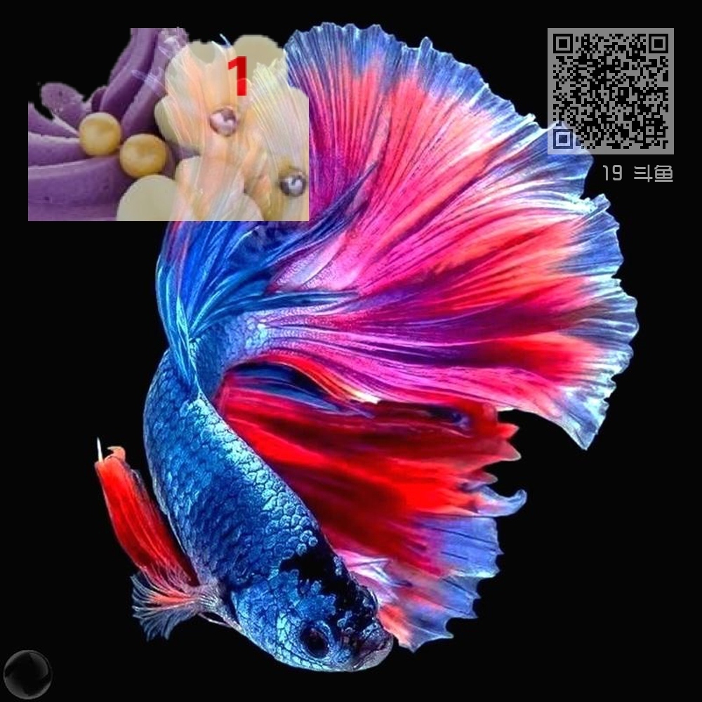 19 斗鱼 19 斗鱼