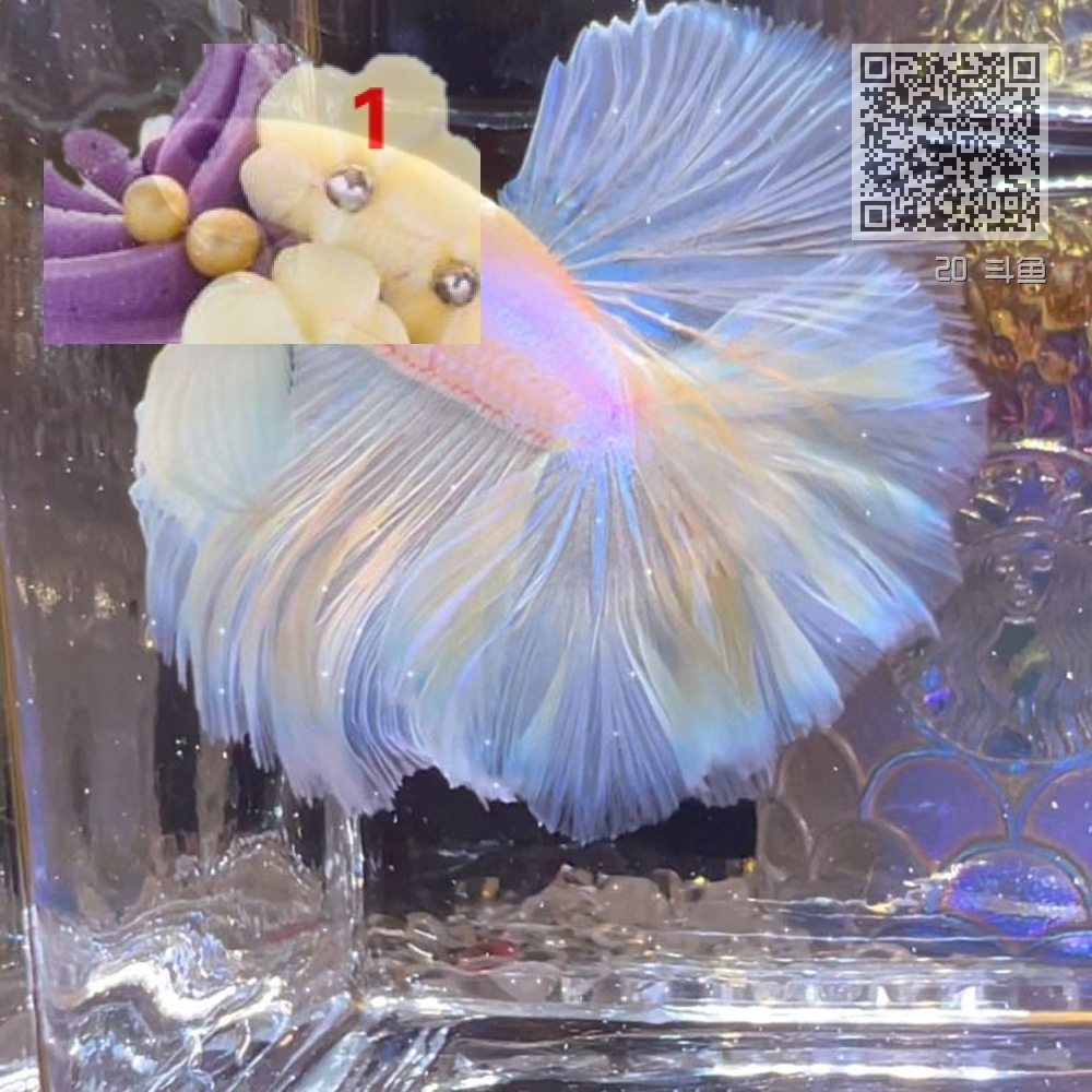 20 斗鱼 20 斗鱼