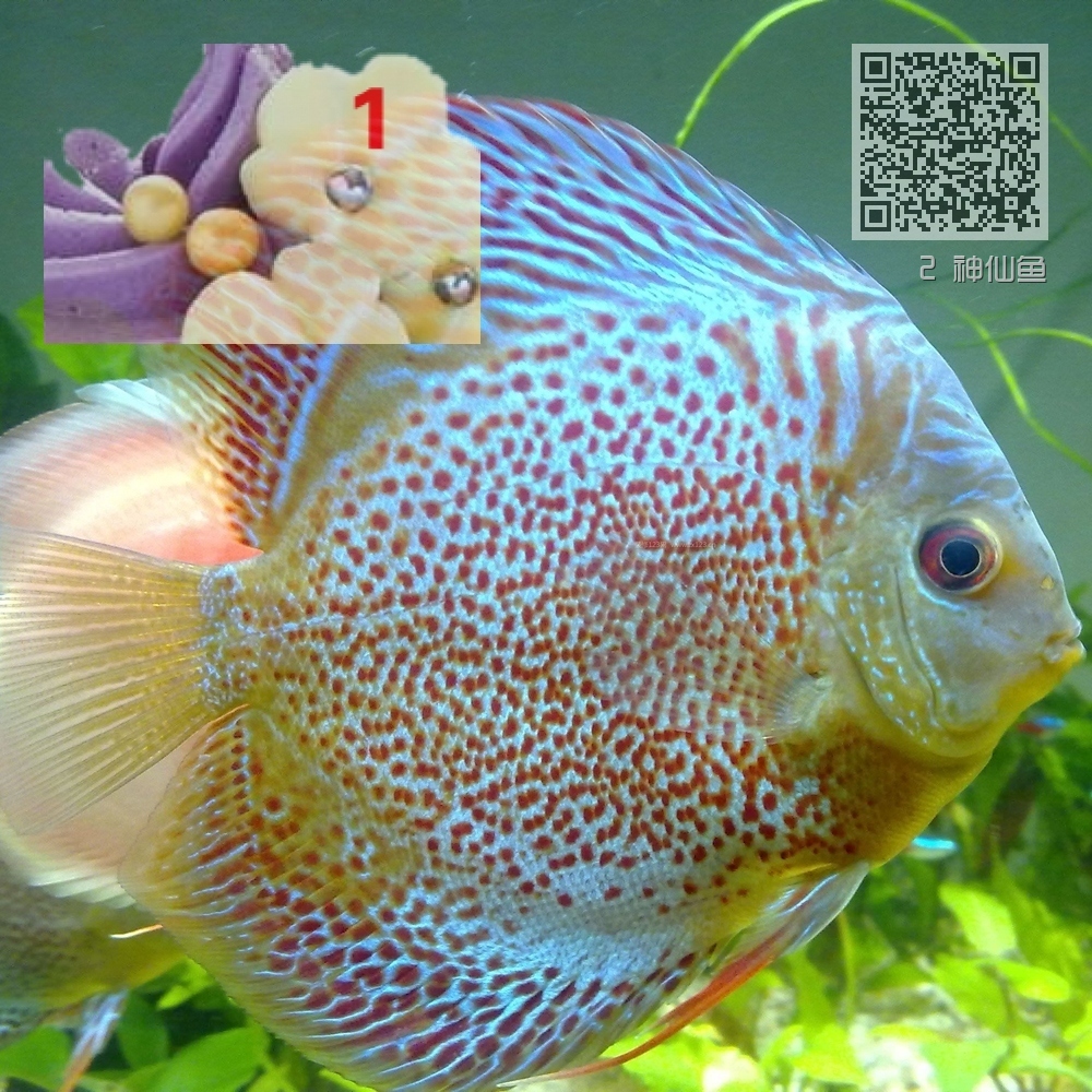 2 神仙鱼 2 神仙鱼