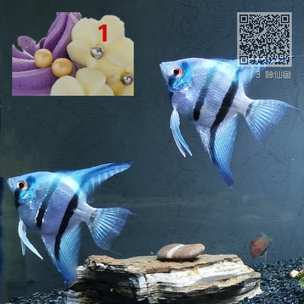 3 神仙鱼 3 神仙鱼