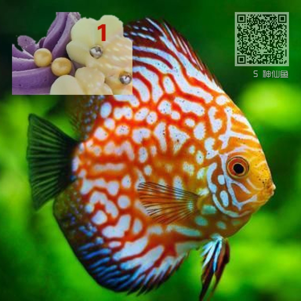 5 神仙鱼 5 神仙鱼