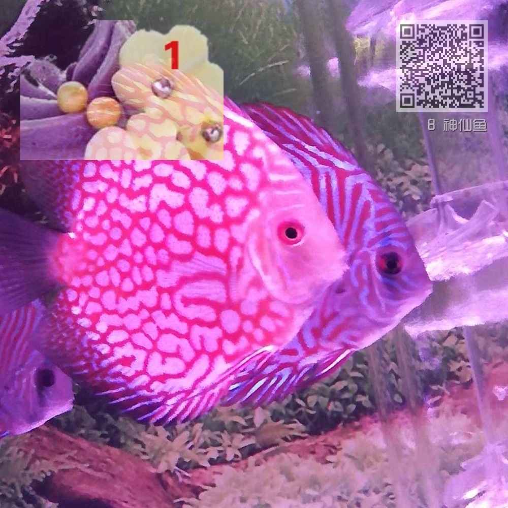8 神仙鱼 8 神仙鱼