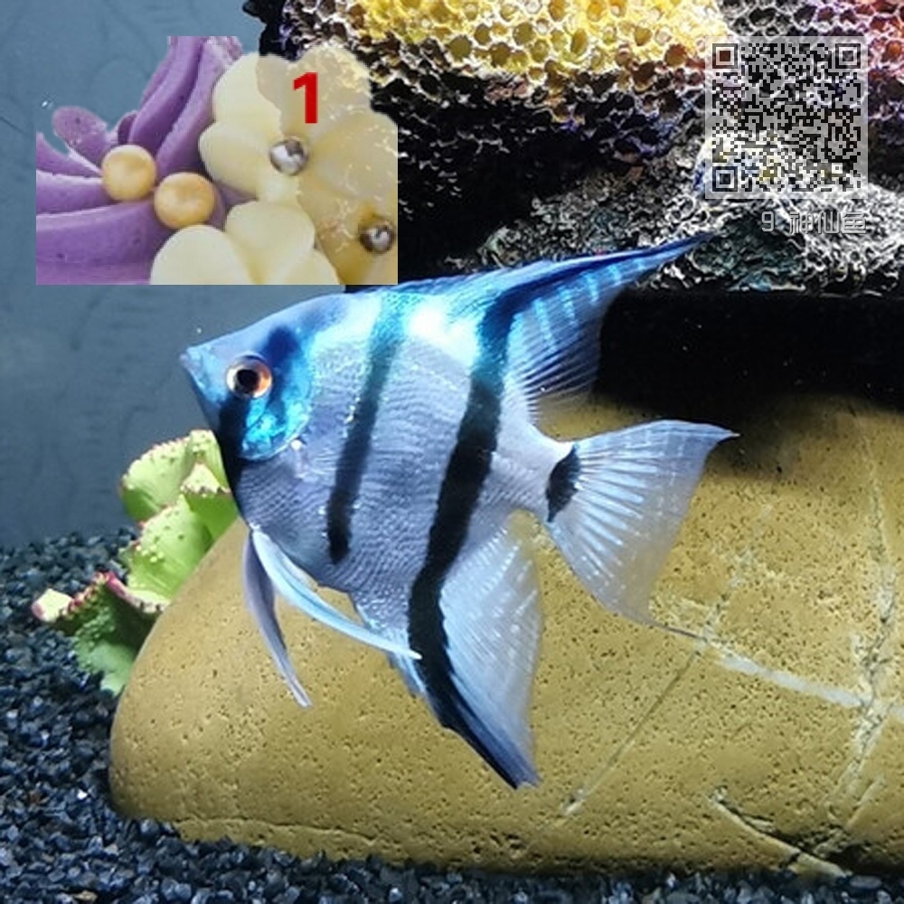 9 神仙鱼 9 神仙鱼