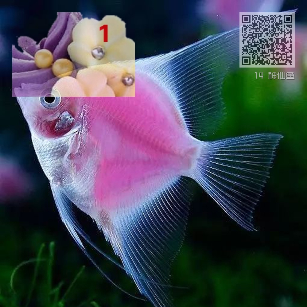 14 神仙鱼 14 神仙鱼