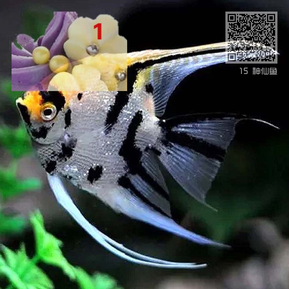 15 神仙鱼 15 神仙鱼