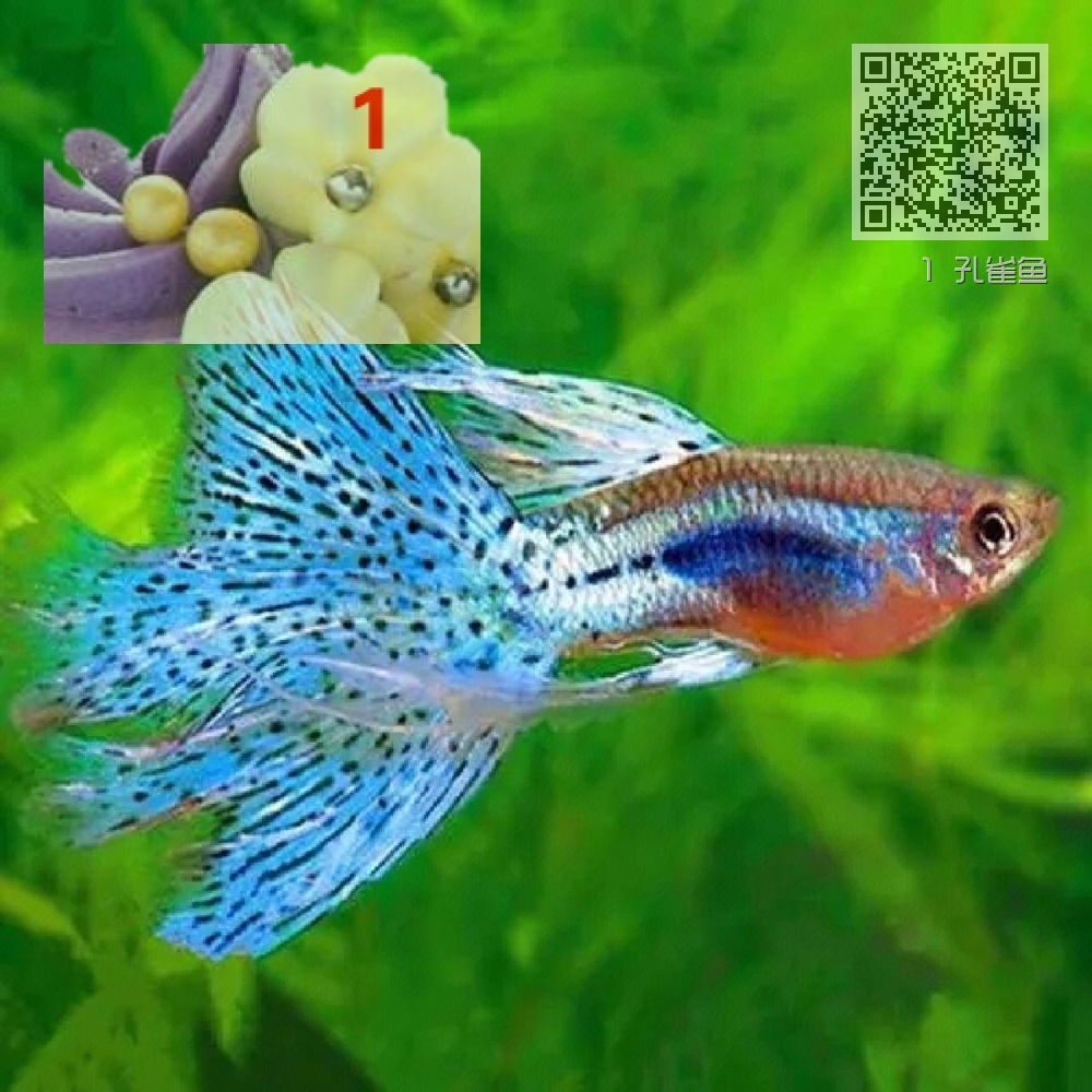 1 孔雀鱼 1 孔雀鱼