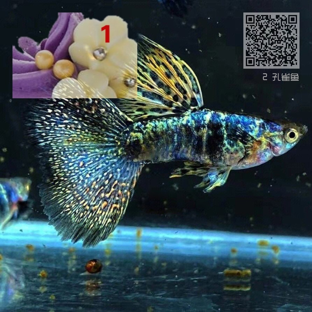 2 孔雀鱼 2 孔雀鱼