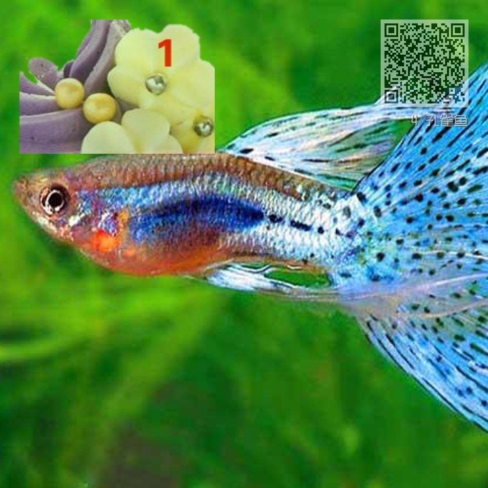 4 孔雀鱼 4 孔雀鱼