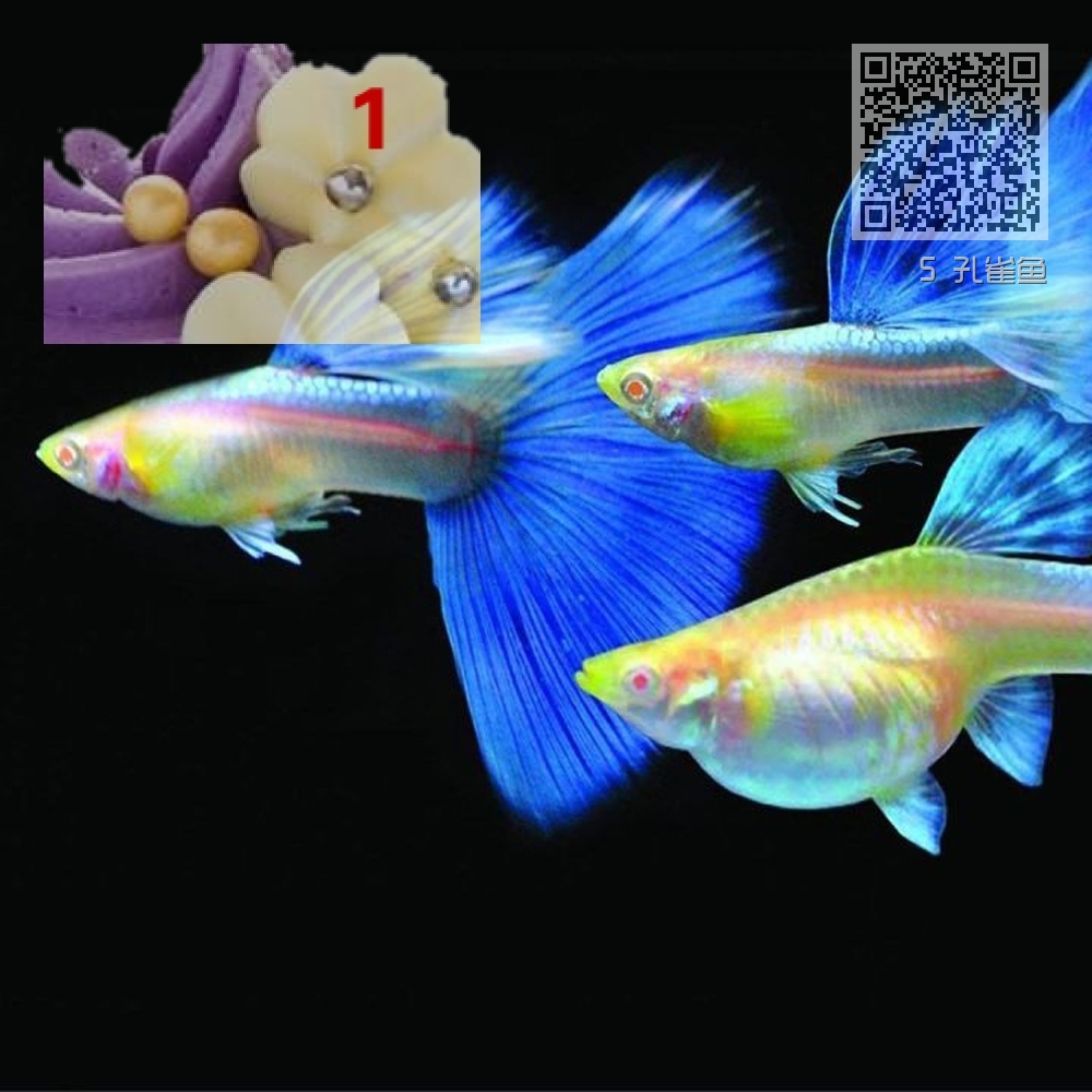 5 孔雀鱼 5 孔雀鱼
