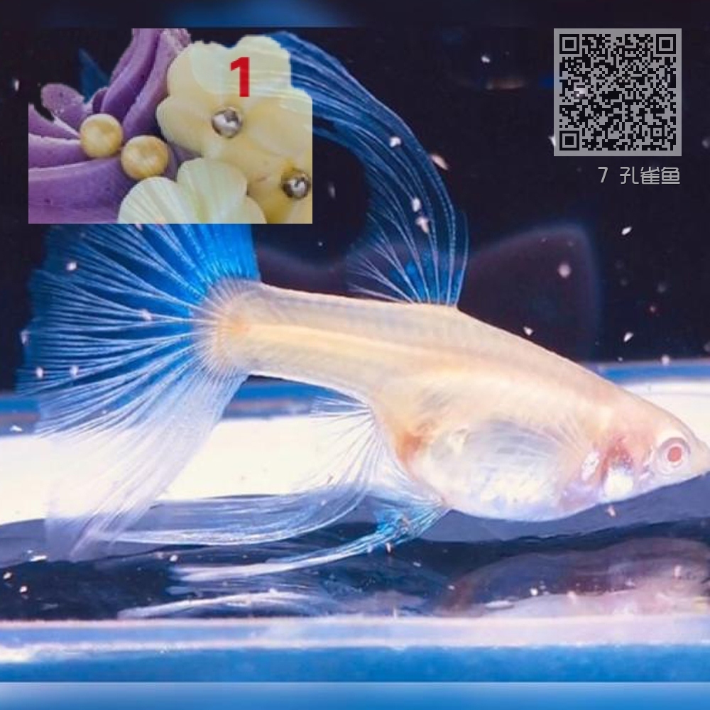 7 孔雀鱼 7 孔雀鱼