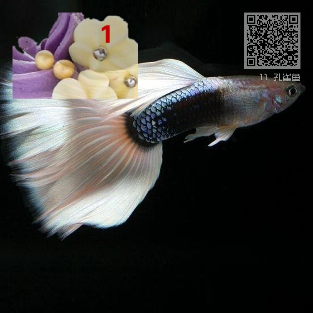 11 孔雀鱼 11 孔雀鱼