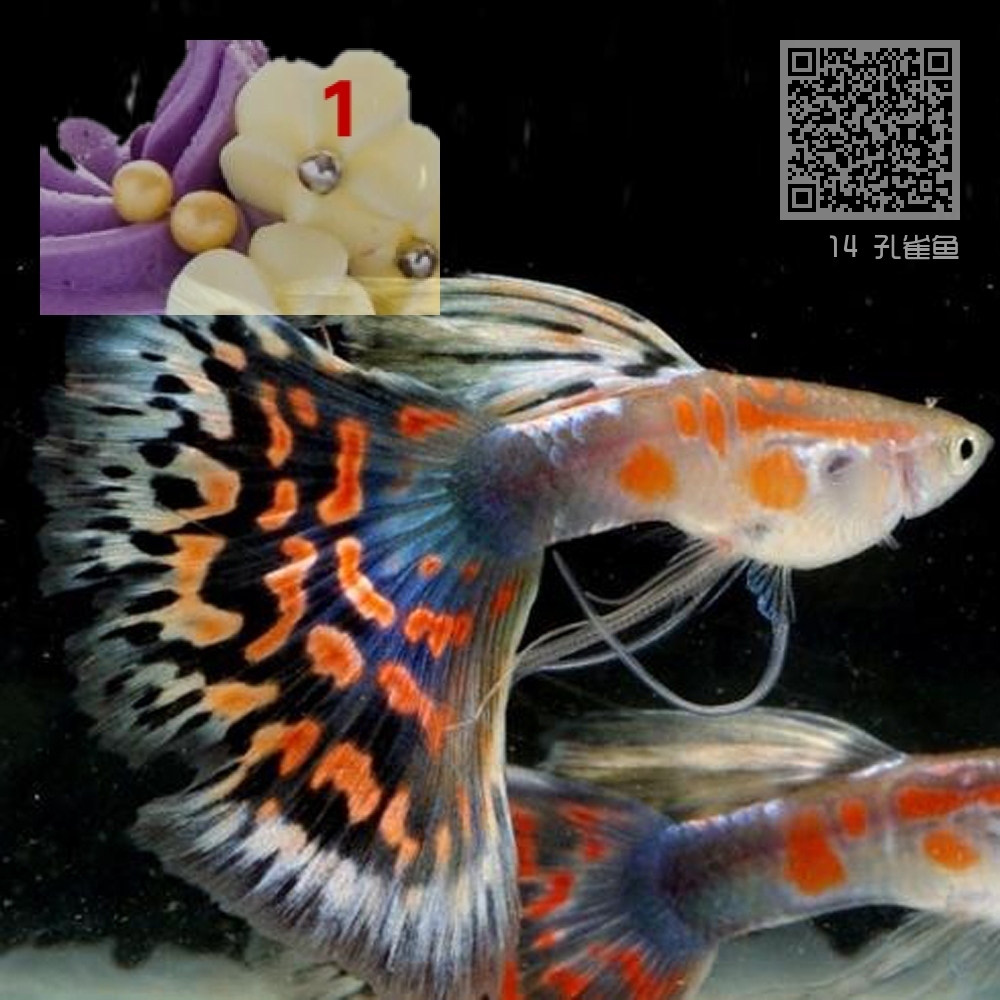 14 孔雀鱼 14 孔雀鱼