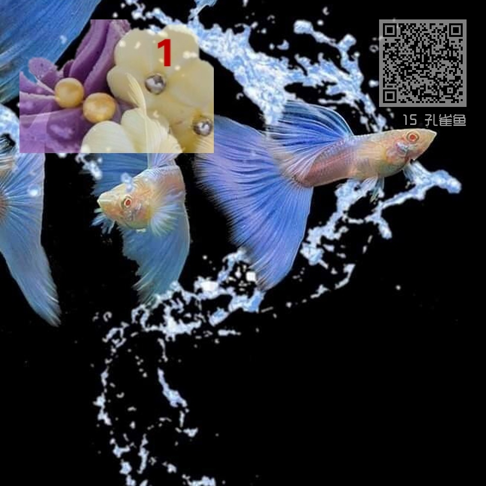 15 孔雀鱼 15 孔雀鱼