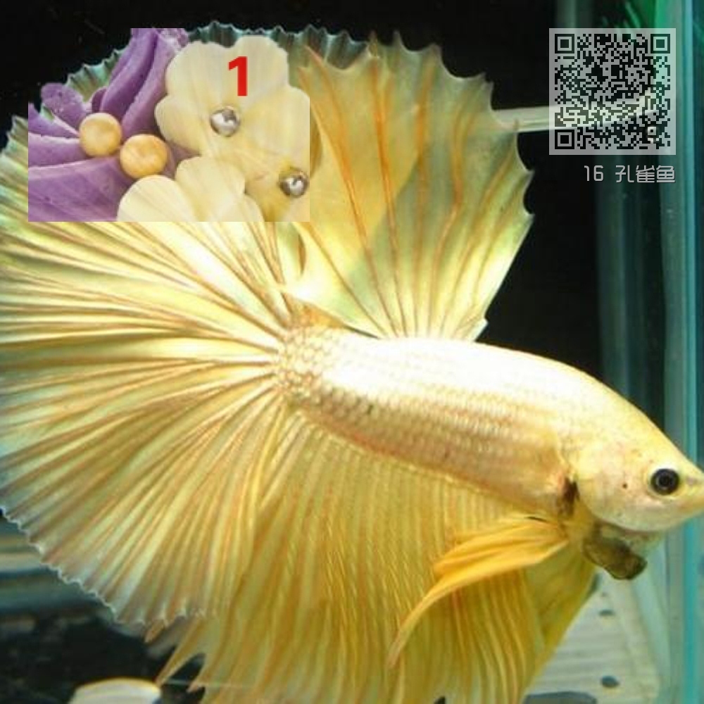 16 孔雀鱼 16 孔雀鱼