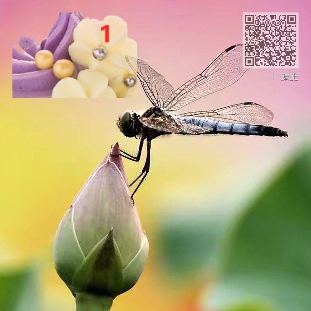 1 蜻蜓 1 蜻蜓