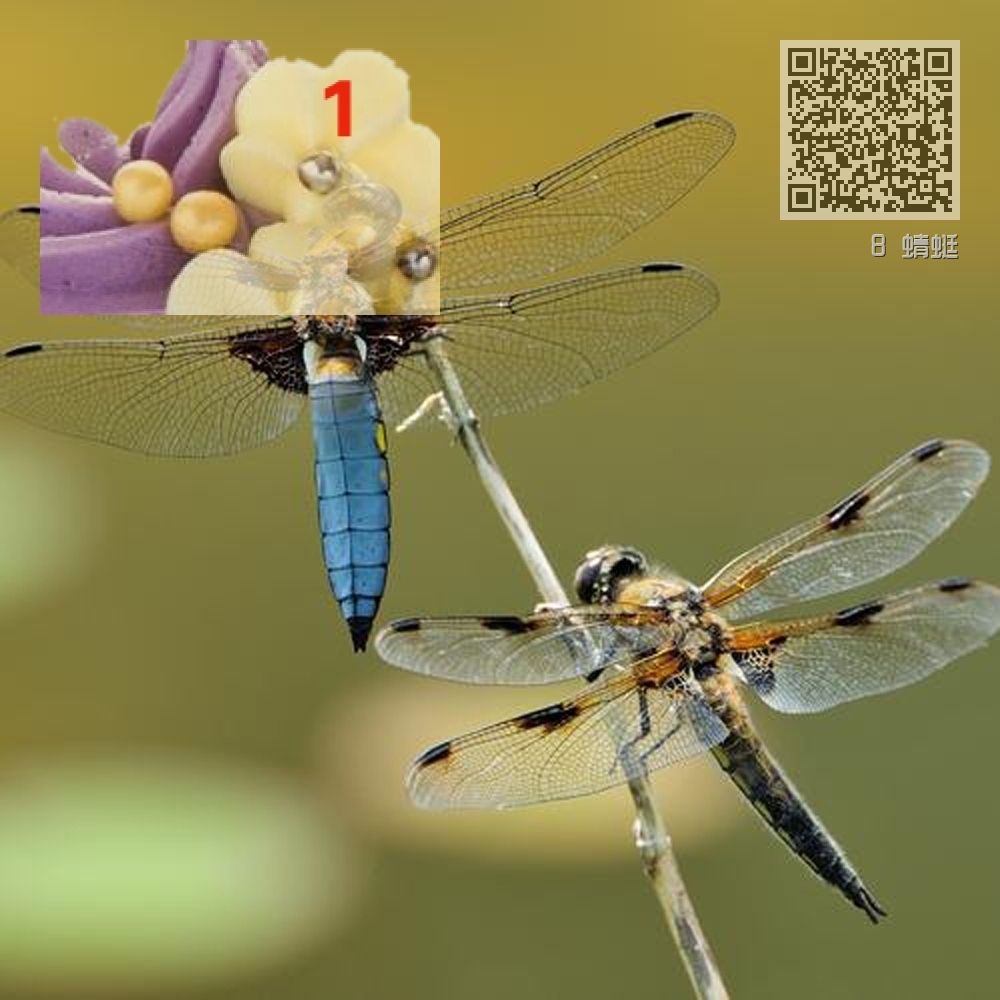 8 蜻蜓 8 蜻蜓