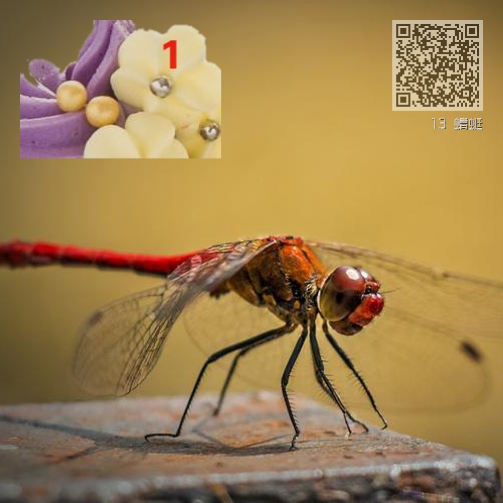 13 蜻蜓 13 蜻蜓