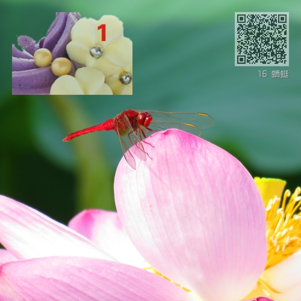 16 蜻蜓 16 蜻蜓