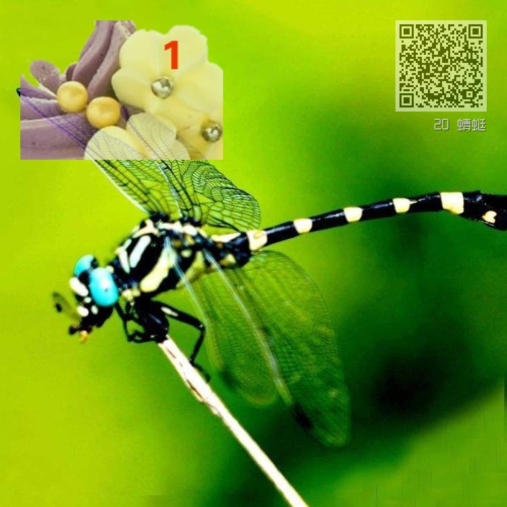 20 蜻蜓 20 蜻蜓