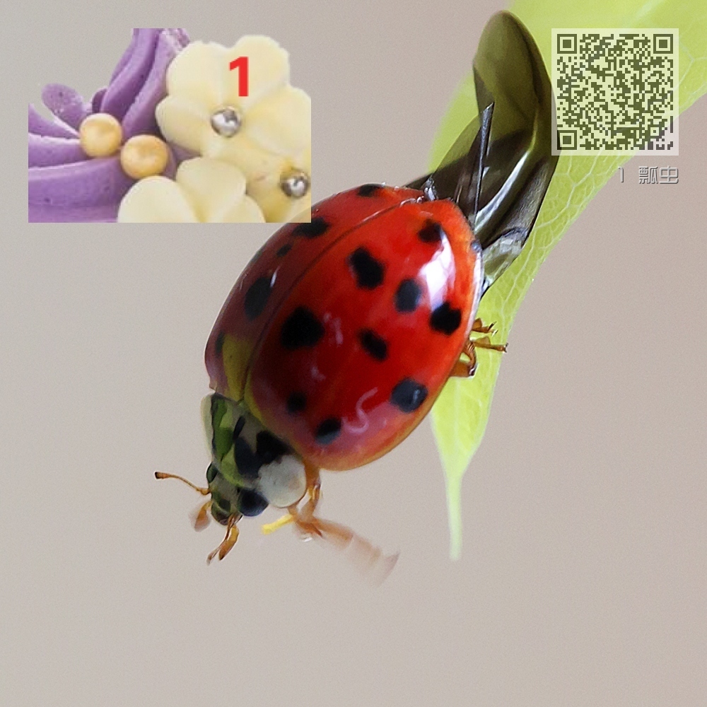 1 瓢虫 1 瓢虫